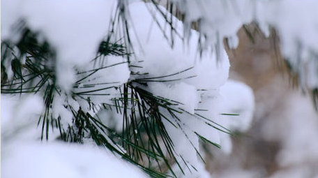 积雪冬天松树雪景下雪寒冷自然写意空镜实拍