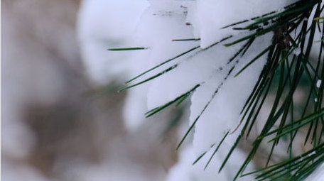 积雪冬天松树雪景下雪寒冷自然写意空镜实拍