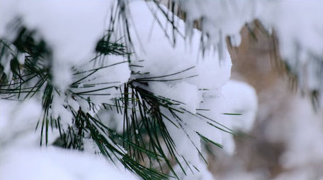 积雪冬天松树雪景下雪寒冷自然写意空镜实拍