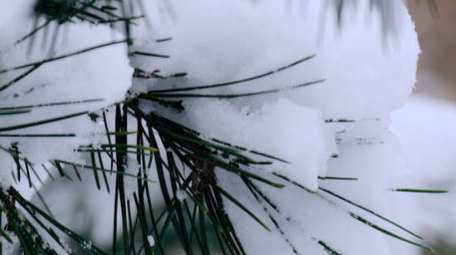 积雪冬天松树雪景下雪寒冷自然写意空镜实拍