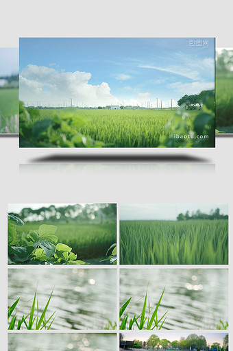 清新唯美绿色稻田小草池塘实拍视频图片