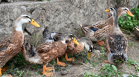 动物家鸭公鸡牲畜4k实拍视频