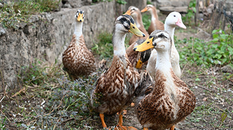 动物家鸭公鸡牲畜4k实拍视频