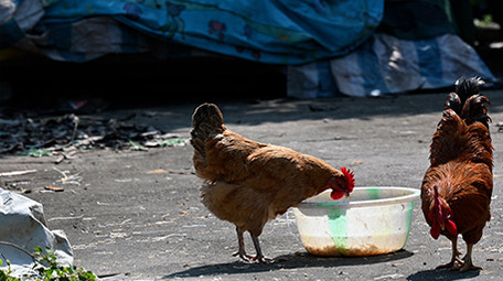 动物家鸭公鸡牲畜4k实拍视频