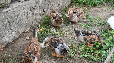 动物家鸭公鸡牲畜4k实拍视频