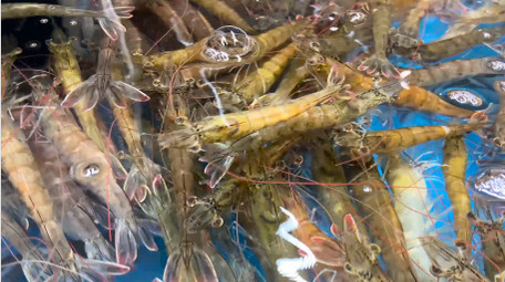 动物海鲜水产品新鲜虎头虾4K实拍