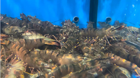 动物海鲜水产品新鲜虎头虾4K实拍