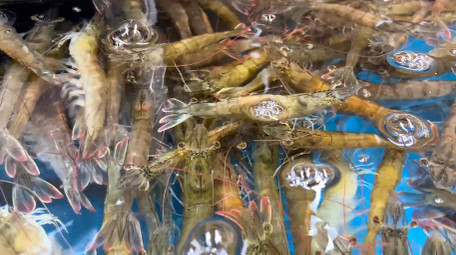 动物海鲜水产品新鲜虎头虾4K实拍