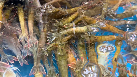 动物海鲜水产品新鲜虎头虾4K实拍