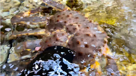 动物新鲜海鲜食材帝王蟹石头蟹4K实拍