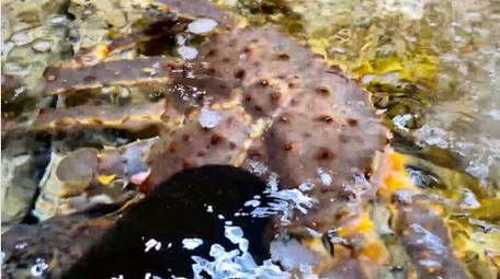 动物新鲜海鲜食材帝王蟹石头蟹4K实拍