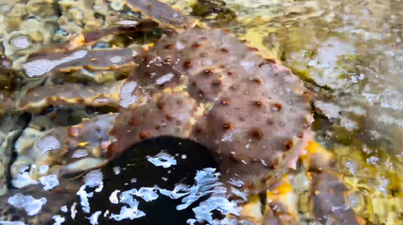 动物新鲜海鲜食材帝王蟹石头蟹4K实拍