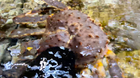 动物新鲜海鲜食材帝王蟹石头蟹4K实拍