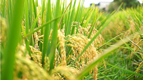 金色水稻成熟丰收视频