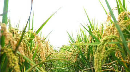 金色水稻成熟丰收视频