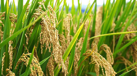 金色水稻成熟丰收视频