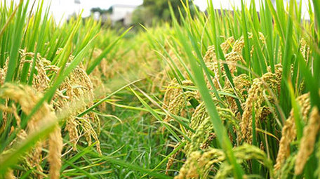 金色水稻成熟丰收视频