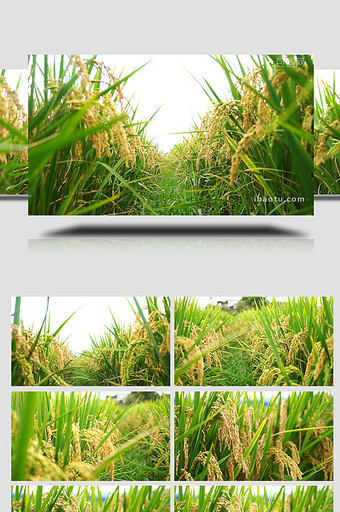 金色水稻成熟丰收视频图片