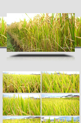 水稻成熟丰收视频图片