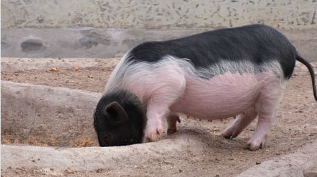 香猪肥猪进食养猪母猪猪圈宠物动物昆虫实拍