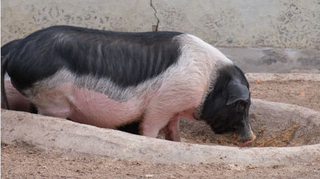 香猪肥猪进食养猪母猪猪圈宠物动物昆虫实拍