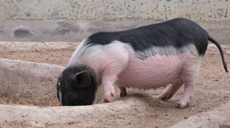 香猪肥猪进食养猪母猪猪圈宠物动物昆虫实拍