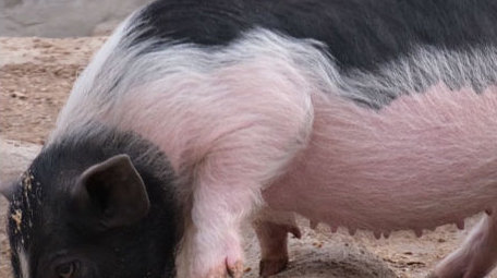 香猪肥猪进食养猪母猪猪圈宠物动物昆虫实拍