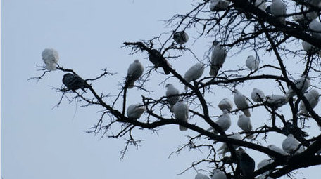 鸽子群和平鸽白鸽信鸽飞禽动物昆虫实拍