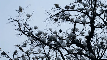 鸽子群和平鸽白鸽信鸽飞禽动物昆虫实拍