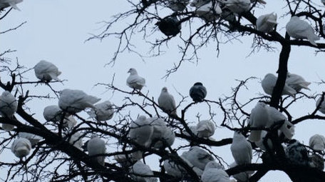 鸽子群和平鸽白鸽信鸽飞禽动物昆虫实拍