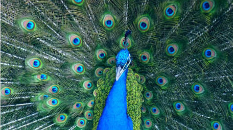 动物园孔雀开屏彩色羽毛动物昆虫实拍