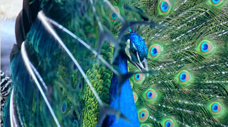 动物园孔雀开屏彩色羽毛动物昆虫实拍