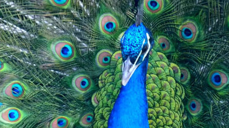 动物园孔雀开屏彩色羽毛动物昆虫实拍