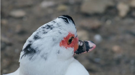 麝香鸭野生飞禽飞鸟鸭子梳理羽毛动物实拍