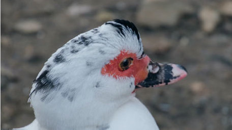 麝香鸭野生飞禽飞鸟鸭子梳理羽毛动物实拍