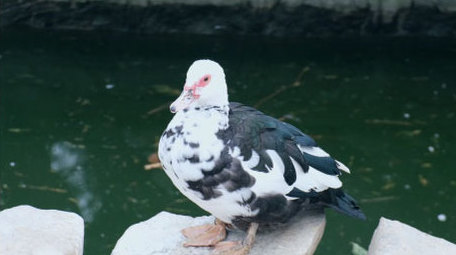 麝香鸭野生飞禽飞鸟鸭子梳理羽毛动物实拍