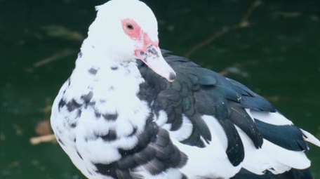 麝香鸭野生飞禽飞鸟鸭子梳理羽毛动物实拍