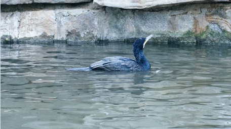 鸬鹚戏水捕鱼鱼鹰大鸟猎手起飞飞翔动物实拍