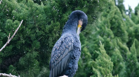 鸬鹚戏水捕鱼鱼鹰大鸟猎手起飞飞翔动物实拍