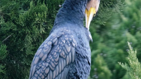 鸬鹚戏水捕鱼鱼鹰大鸟猎手起飞飞翔动物实拍