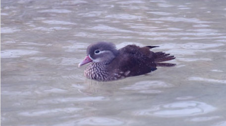 爱情忠贞鸳鸯戏水飞禽水鸟动物昆虫实拍
