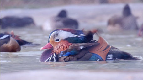 爱情忠贞鸳鸯戏水飞禽水鸟动物昆虫实拍