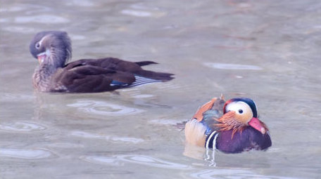 爱情忠贞鸳鸯戏水飞禽水鸟动物昆虫实拍