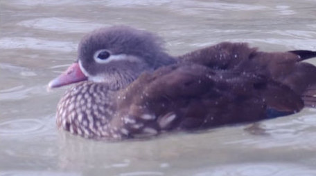 爱情忠贞鸳鸯戏水飞禽水鸟动物昆虫实拍