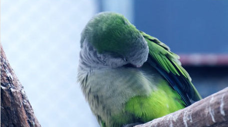 五彩小鸟鹦鹉飞禽飞鸟笼中鸟动物昆虫实拍