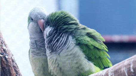 五彩小鸟鹦鹉飞禽飞鸟笼中鸟动物昆虫实拍