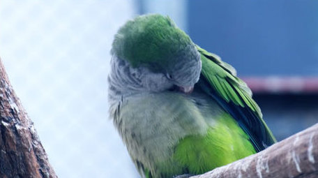 五彩小鸟鹦鹉飞禽飞鸟笼中鸟动物昆虫实拍