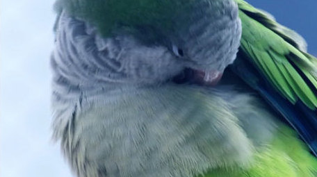 五彩小鸟鹦鹉飞禽飞鸟笼中鸟动物昆虫实拍