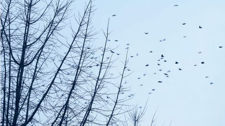 鸽子和平鸽鸽群群鸟白鸽飞翔动物昆虫实拍
