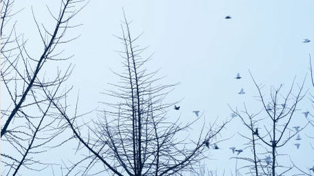 鸽子和平鸽鸽群群鸟白鸽飞翔动物昆虫实拍